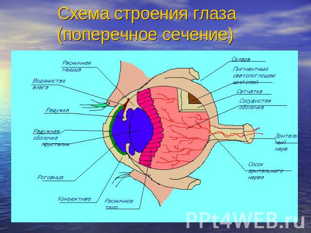 Схема строения глаза (поперечное сечение)