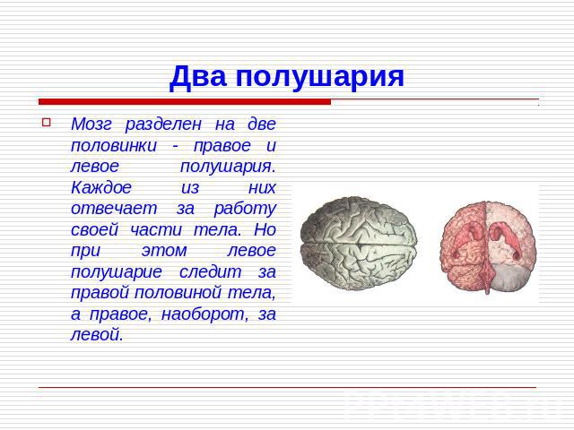 Мозг разделен на две половинки - правое и левое полушария. Каждое из них отвечает за работу своей части тела. Но при этом левое полушарие следит за правой половиной тела, а правое, наоборот, за левой.