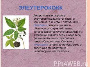 Лекарственным сырьем у элеутерококка являются корни и корневища, а иногда и лист