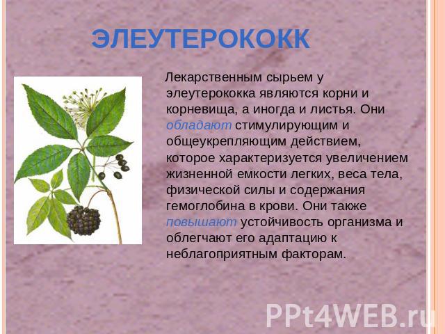 Лекарственным сырьем у элеутерококка являются корни и корневища, а иногда и листья. Они обладают стимулирующим и общеукрепляющим действием, которое характеризуется увеличением жизненной емкости легких, веса тела, физической силы и содержания гемогло…