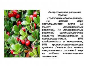Лекарственные растения Якутии«Толокнянка обыкновенная»На земном шаре насчитывает