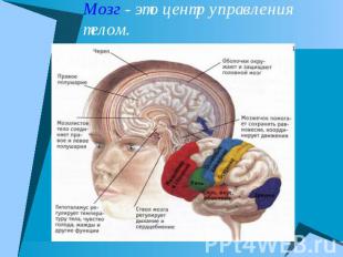 Мозг - это центр управления телом.