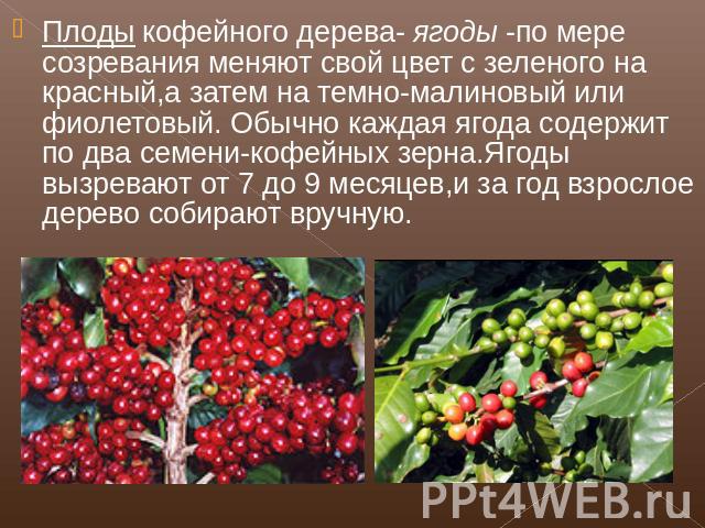 Плоды кофейного дерева- ягоды -по мере созревания меняют свой цвет с зеленого на красный,а затем на темно-малиновый или фиолетовый. Обычно каждая ягода содержит по два семени-кофейных зерна.Ягоды вызревают от 7 до 9 месяцев,и за год взрослое дерево …