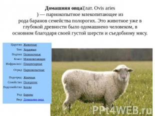 Домашняя овца (лат. Ovis aries) — парнокопытное млекопитающее из рода баранов се