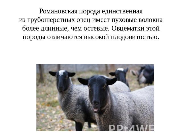 Романовская порода единственная из грубошерстных овец имеет пуховые волокна более длинные, чем остевые. Овцематки этой породы отличаются высокой плодовитостью.