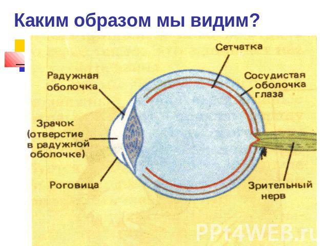 Каким образом мы видим?