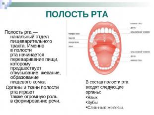 ПОЛОСТЬ РТА Полость рта — начальный отдел пищеварительного тракта. Именно в поло