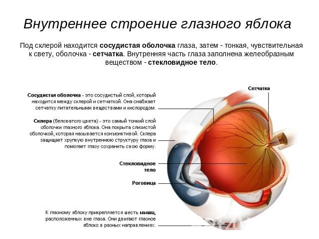 Внутреннее строение глазного яблока Под склерой находится сосудистая оболочка глаза, затем - тонкая, чувствительнаяк свету, оболочка - сетчатка. Внутренняя часть глаза заполнена желеобразнымвеществом - стекловидное тело.
