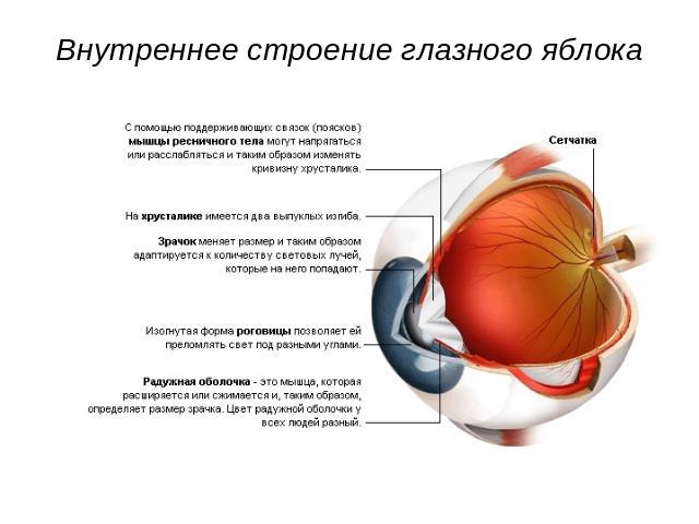 Внутреннее строение глазного яблока