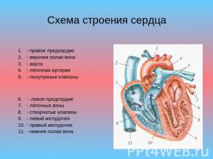 Схема строения сердца - правое предсердие- верхняя полая вена- аорта- лёгочная а