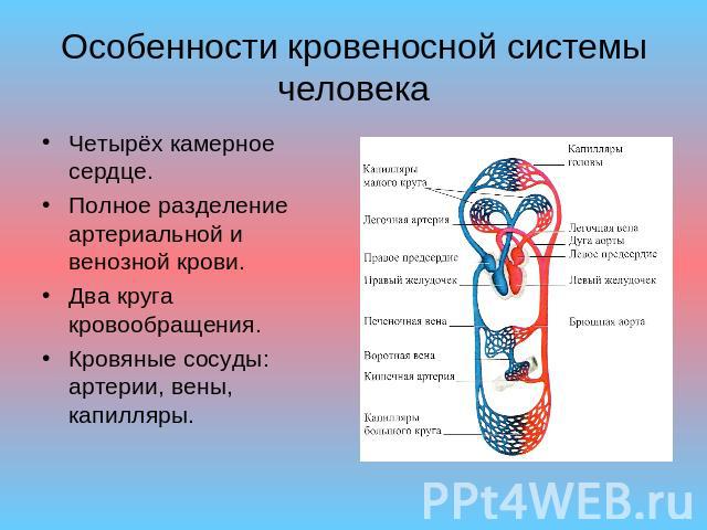 Особенности кровеносной системы человека Четырёх камерное сердце.Полное разделение артериальной и венозной крови.Два круга кровообращения.Кровяные сосуды: артерии, вены, капилляры.