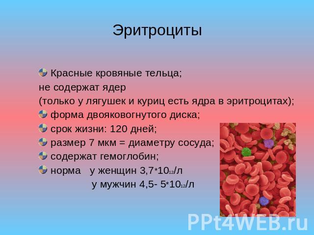 Эритроциты Красные кровяные тельца;не содержат ядер (только у лягушек и куриц есть ядра в эритроцитах);форма двояковогнутого диска;срок жизни: 120 дней;размер 7 мкм = диаметру сосуда;содержат гемоглобин;норма у женщин 3,7*1012/л у мужчин 4,5- 5*1012/л