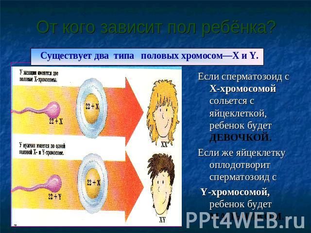 От кого зависит пол ребёнка? Существует два типа половых хромосом—X и Y. Если сперматозоид с X-хромосомой сольется с яйцеклеткой, ребенок будет ДЕВОЧКОЙ.Если же яйцеклетку оплодотворит сперматозоид с Y-хромосомой, ребенок будет МАЛЬЧИКОМ.