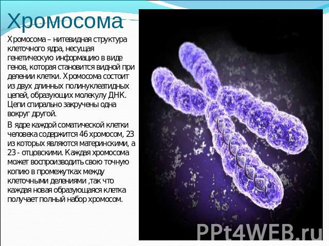 Хромосома Хромосома – нитевидная структура клеточного ядра, несущая генетическую информацию в виде генов, которая становится видной при делении клетки. Хромосома состоит из двух длинных полинуклеатидных цепей, образующих молекулу ДНК. Цепи спирально…
