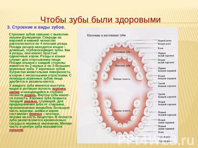 3. Строение и виды зубов. Строение зубов связано с выполня-емыми функциями. Спереди на верхней и нижней челюстях располагаются по 4 плоских резца. Позади резцов находятся клыки – длинные, глубокосидящие зубы. Как и резцы, они имеют простые одиночные…