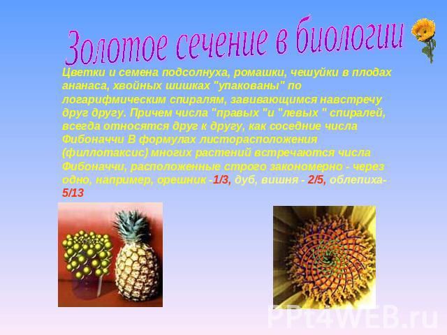 Золотое сечение в биологии Цветки и семена подсолнуха, ромашки, чешуйки в плодах ананаса, хвойных шишках 