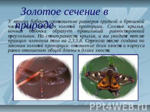 Золотое сечение в природе У многих бабочек соотношение размеров грудной и брюшно