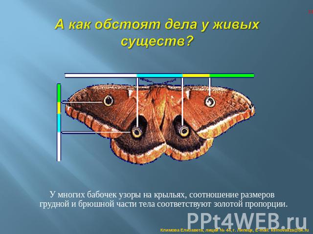 А как обстоят дела у живых существ? У многих бабочек узоры на крыльях, соотношение размеров грудной и брюшной части тела соответствуют золотой пропорции.