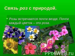 Связь роз с природой.Розы встречаются почти везде. Почти каждый цветок – это роз