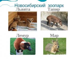 Новосибирский зоопарк Львята Лемур Тапир Мар