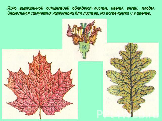 Ярко выраженной симметрией обладают листья, цветы, ветви, плоды. Зеркальная симметрия характерна для листьев, но встречается и у цветов.