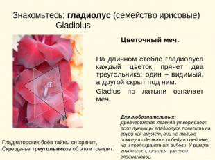 Знакомьтесь: гладиолус (семейство ирисовые) Gladiolus Цветочный меч.На длинном с