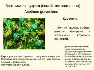 Знакомьтесь: укроп (семейство зонтичных) Anethum graveolens Круг кружится, два к