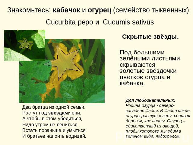 Знакомьтесь: кабачок и огурец (семейство тыквенных) Cucurbita pepo и Cucumis sativus Скрытые звёзды.Под большими зелёными листьями скрываются золотые звёздочки цветков огурца и кабачка. Два братца из одной семьи,Растут под звездами они.А чтобы в это…