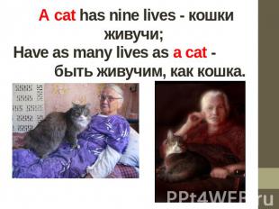 A cat has nine lives - кошки живучи; Have as many lives as a cat - быть живучим,