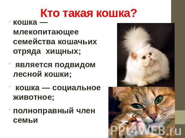 Кто такая кошка? кошка — млекопитающее семейства кошачьих отряда хищных; является подвидом лесной кошки; кошка — социальное животное;полноправный член семьи