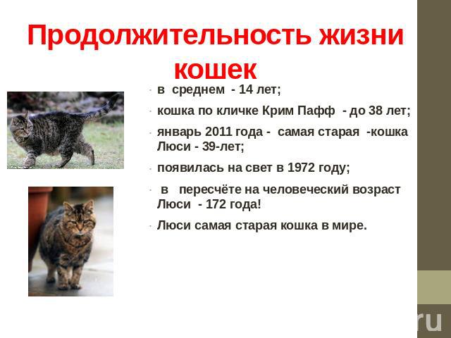 Продолжительность жизни кошек в среднем - 14 лет;кошка по кличке Крим Пафф - до 38 лет;январь 2011 года - самая старая -кошка Люси - 39-лет;появилась на свет в 1972 году; в пересчёте на человеческий возраст Люси - 172 года! Люси самая старая кошка в мире.