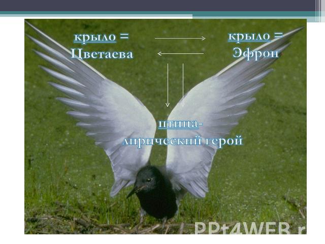 крыло =Цветаева крыло =Эфрон птица- лирический герой