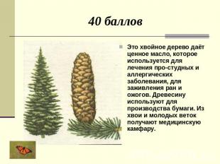 40 баллов Это хвойное дерево даёт ценное масло, которое используется для лечения