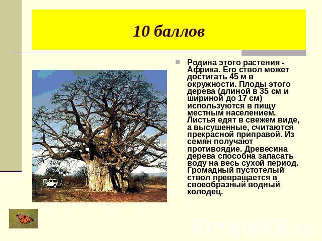 10 баллов Родина этого растения - Африка. Его ствол может достигать 45 м в окружности. Плоды этого дерева (длиной в 35 см и шириной до 17 см) используются в пищу местным населением. Листья едят в свежем виде, а высушенные, считаются прекрасной припр…