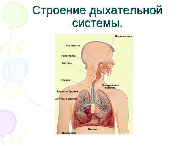 Строение дыхательной системы.