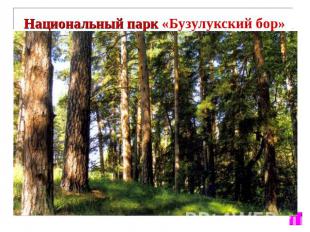 Национальный парк «Бузулукский бор» Создан 29 декабря 2007 г. расположен на терр