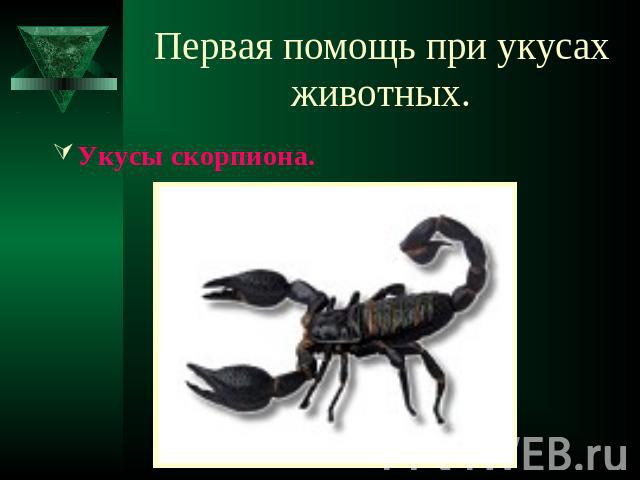 Первая помощь при укусах животных. Укусы скорпиона.
