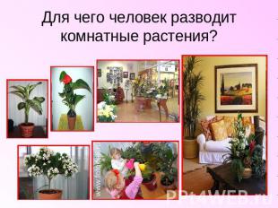 Для чего человек разводит комнатные растения?