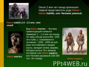 Около 2 млн лет назад произошел первый представитель рода Homo - Homo habilis, и