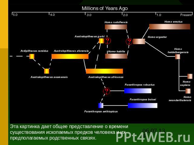 Эта картинка дает общее представление о времени существования ископаемых предков человека и их предполагаемых родственных связях.