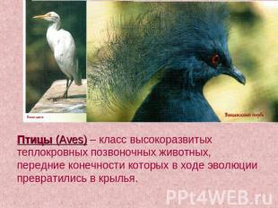 Птицы (Aves) – класс высокоразвитых теплокровных позвоночных животных, передние