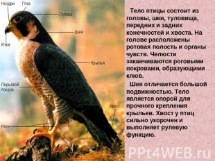 Тело птицы состоит из головы, шеи, туловища, передних и задних конечностей и хво