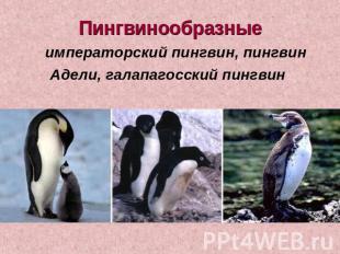 Пингвинообразные императорский пингвин, пингвин Адели, галапагосский пингвин