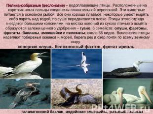 Пеликанообразные (веслоногие) – водоплавающие птицы. Расположенные на коротких н