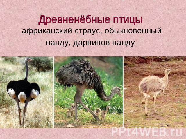 Древненёбные птицы африканский страус, обыкновенный нанду, дарвинов нанду