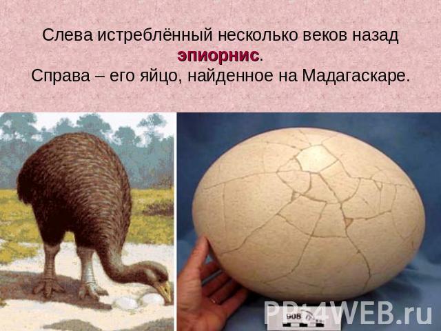 Слева истреблённый несколько веков назад эпиорнис. Справа – его яйцо, найденное на Мадагаскаре.
