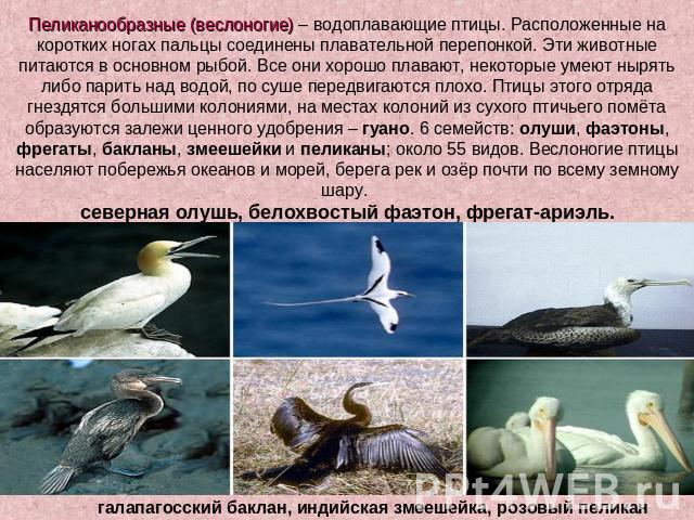 Пеликанообразные (веслоногие) – водоплавающие птицы. Расположенные на коротких ногах пальцы соединены плавательной перепонкой. Эти животные питаются в основном рыбой. Все они хорошо плавают, некоторые умеют нырять либо парить над водой, по суше пере…