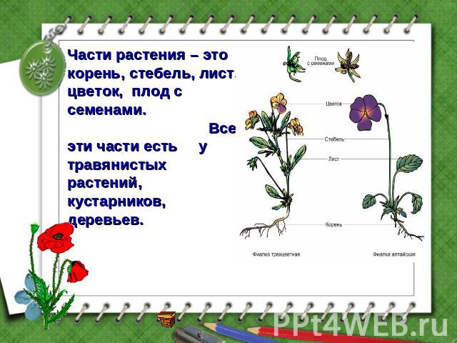 Части растения – это корень, стебель, лист, цветок, плод с семенами. Все эти части есть у травянистых растений, кустарников, деревьев.