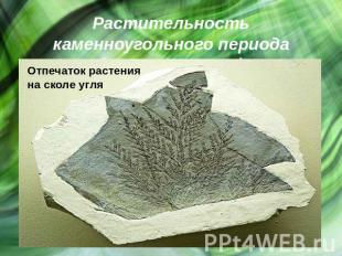 Растительность каменноугольного периода (реконструкция) Отпечаток растения на ск