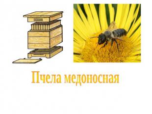 Пчела медоносная